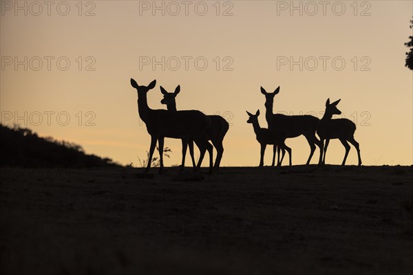 Red deer