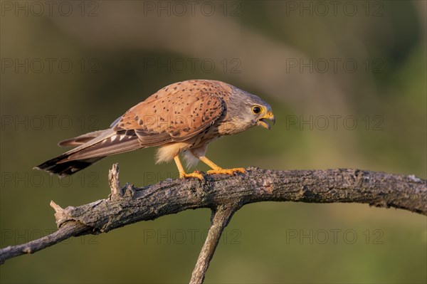 Common kestrel