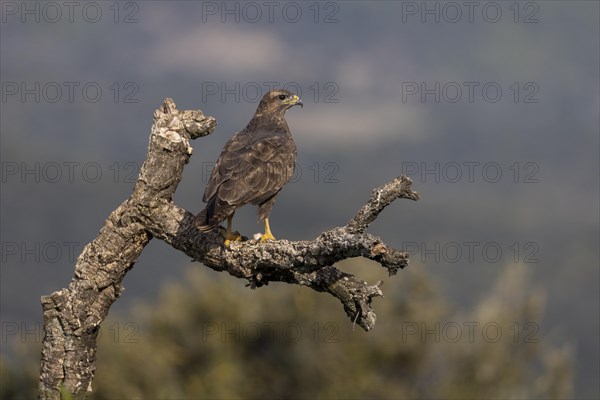 Common steppe buzzard