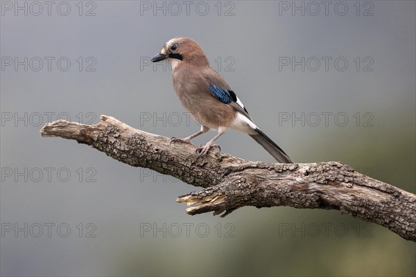 Eurasian jay