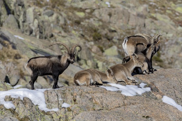 Berien ibex