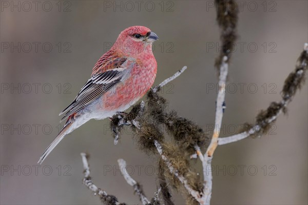 Pine grosbeak