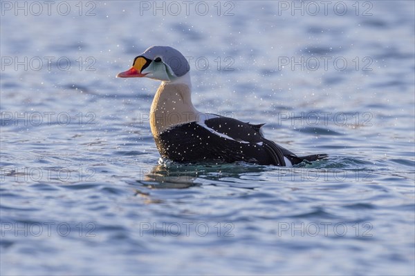 King Eider