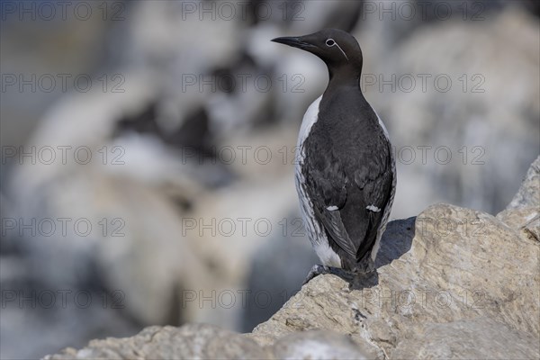 Common guillemot