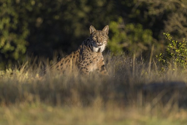 Pardelluchs