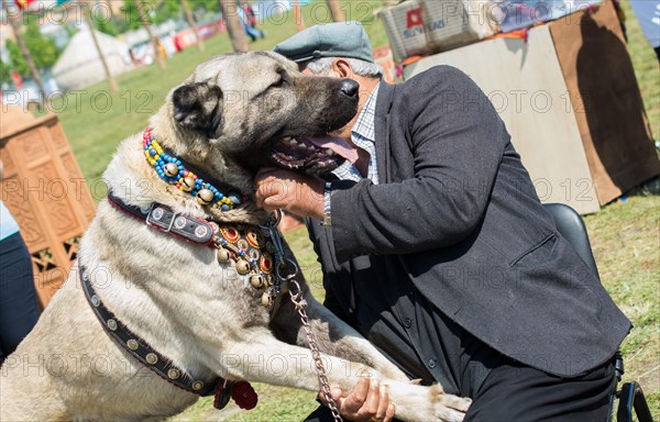 Turkish breed shepherd dog Kangal as livestock guarding dog