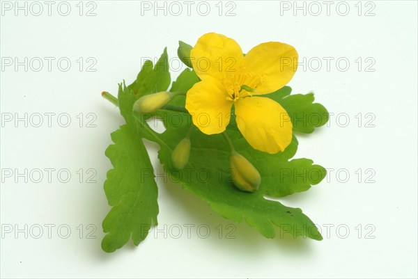 Medicinal plant greater celandine