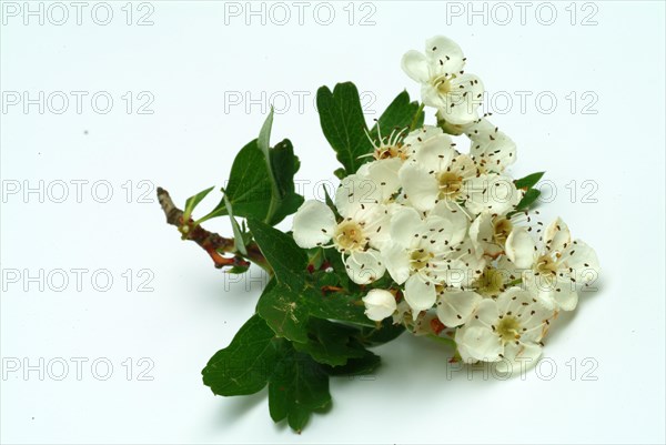 Medicinal plant hawthorn