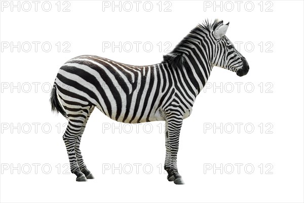 Plains zebra