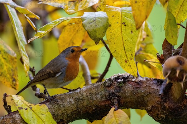 European robin