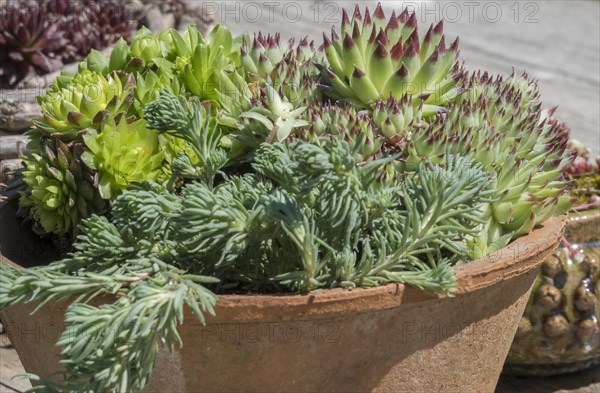 Flowerpot with succulents