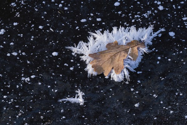 Oak leaf covered with ice crystals on frozen water surface