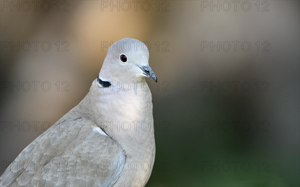 Eurasian collared dove