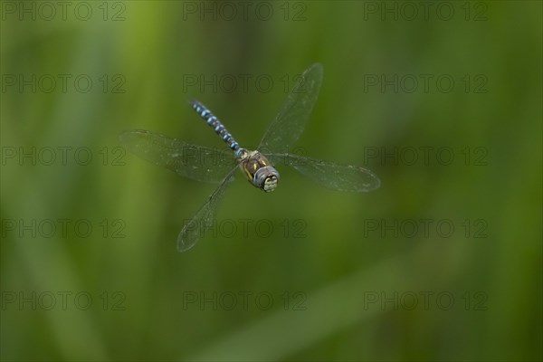 Migrant hawker