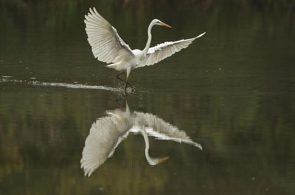 Great egret