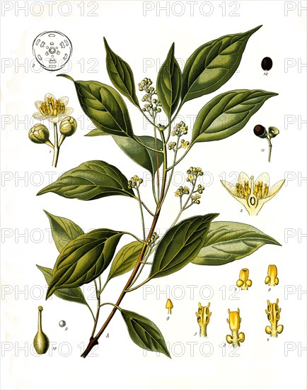 Medicinal plant