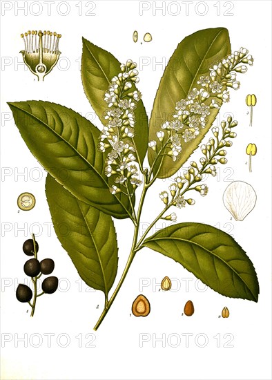 Medicinal plant