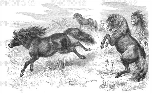 Shetland Pony