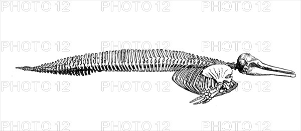 Skeleton of the Dolphin