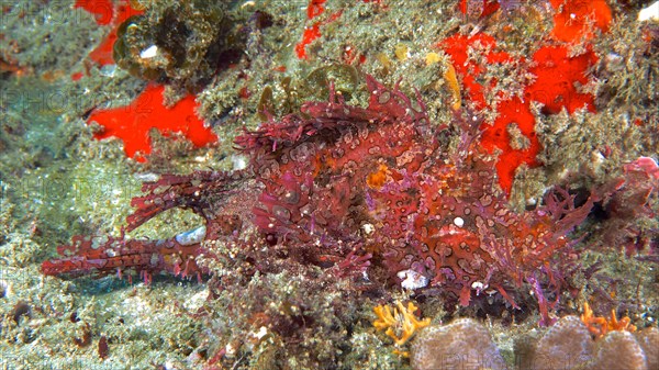 Popeyed scorpionfish