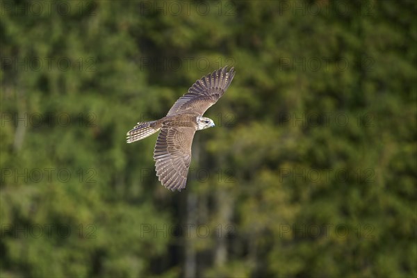 Saker falcon