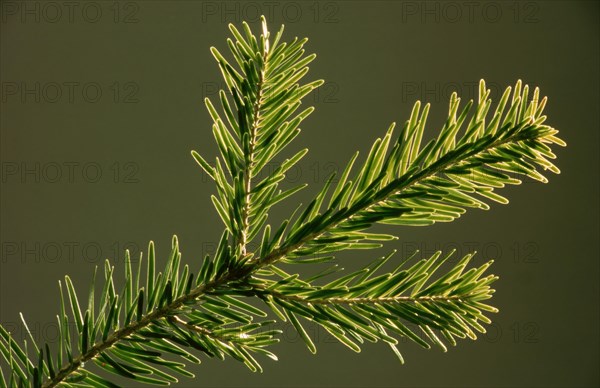 Natural remedy Fresh fir