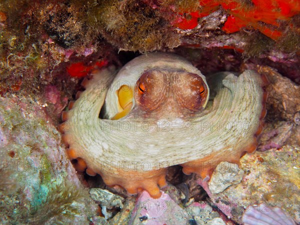 Portrait of common octopus