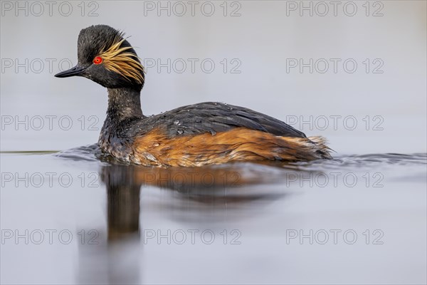 Black-necked Grebe