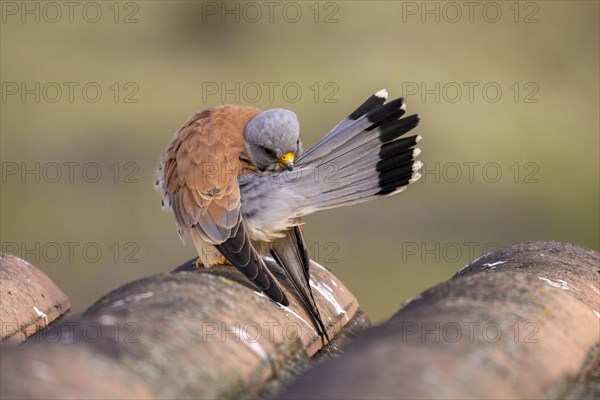 Lesser Kestrel