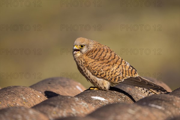 Lesser Kestrel