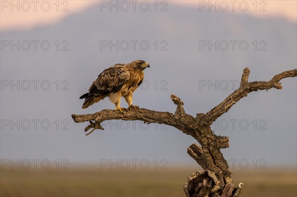 Spanish imperial eagle