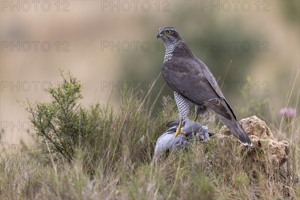 Northern goshawk