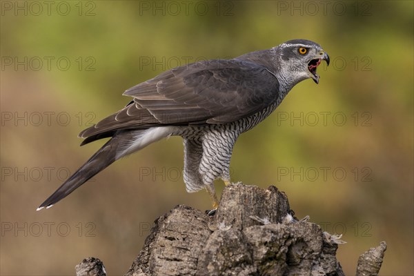 Northern goshawk