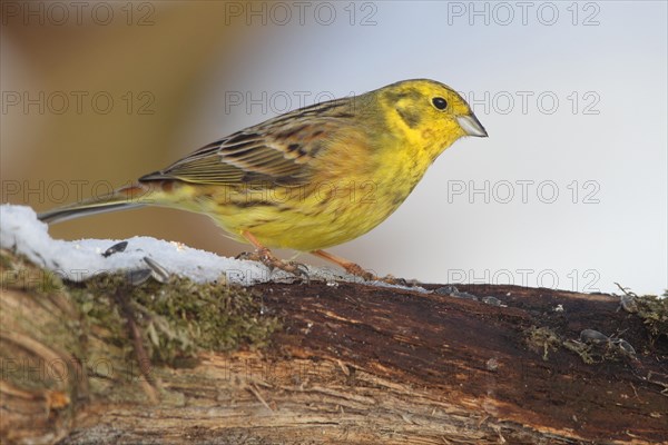 Yellowhammer