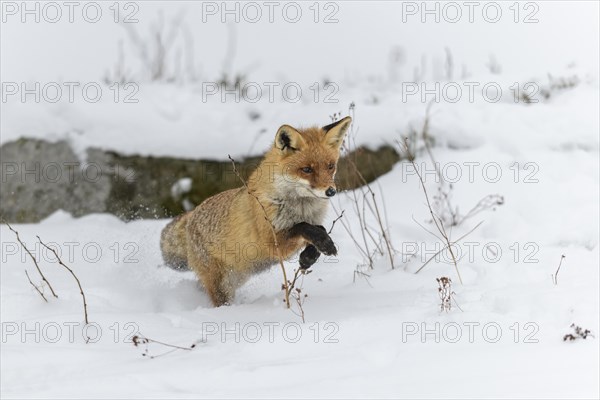 Red fox