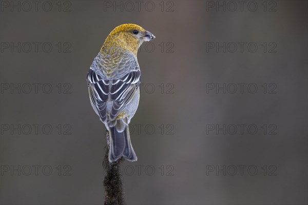 Pine grosbeak