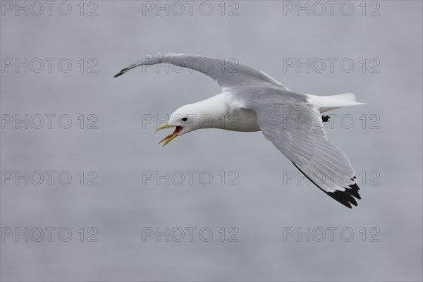 Kittiwake