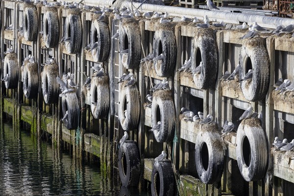 Kittiwakes