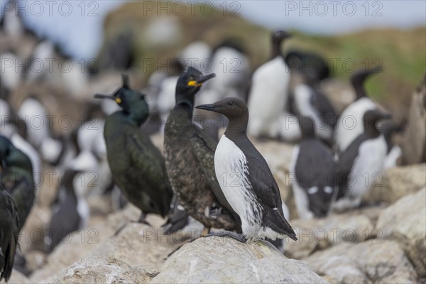 Common Guillemot