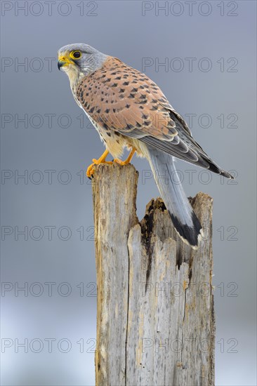 Common kestrel