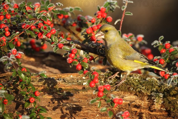 European greenfinch