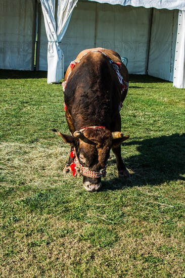 Brown bull with traditional Turkish fabric on it on green grass in display