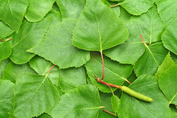 Medicinal plant Birch