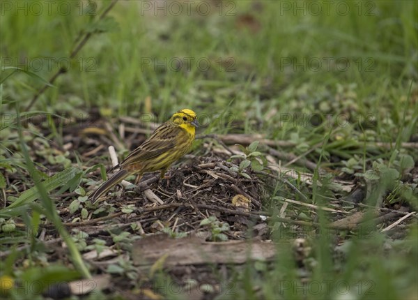 Yellowhammer