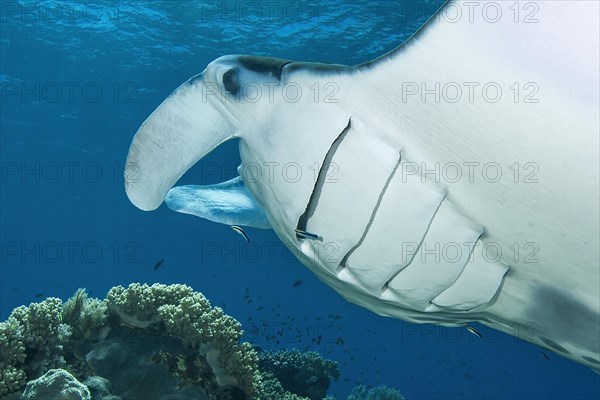 Pelagic manta ray