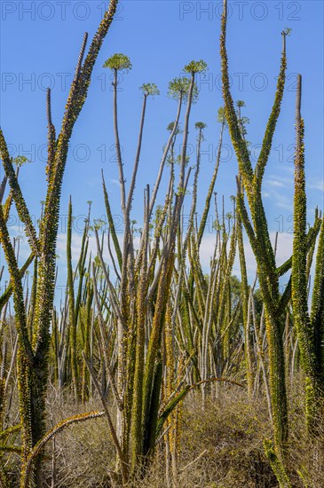 Madagascar spiny forests