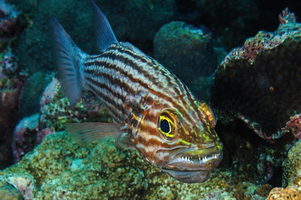 Largetoothed cardinalfish