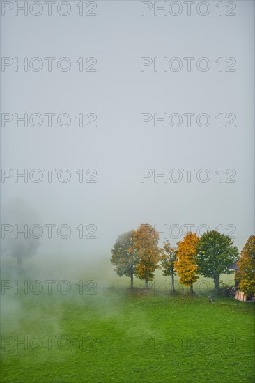 Norway maple