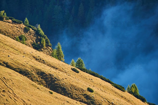 European larch