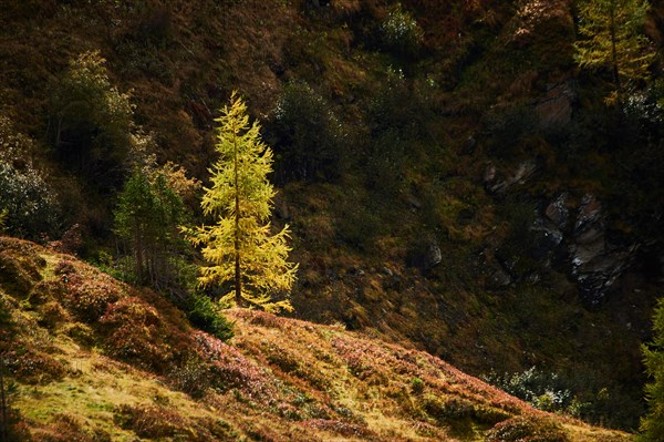 European larch